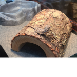 Lizard lovely