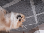 Cooper the dog
