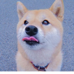 Inu squad