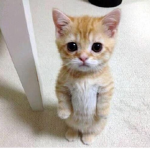 xoxowawii>,<