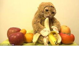 higher class cat monkey army
