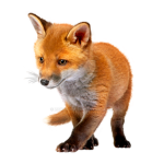 Fox Army For Foxs