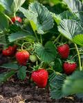 Leon's berry garden