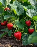 Leon's berry garden Group Thumbnail