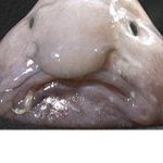 Blobfish Family