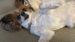 Dat_Dang_Dog