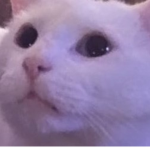 cat group cute awwwww