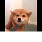 [< >]