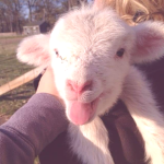 ୨୧ lamb .