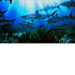 Shark Squad Pros
