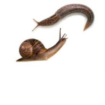 Slugs and Snails [SAS]