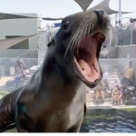 VERY EPIC SEAL EVENT