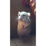 A rat tata
