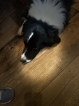 Dog_of_gods