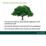 The True Tree