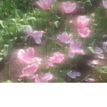 .faerie.