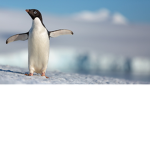 Penguinz Army