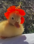 DuckyArmy123455