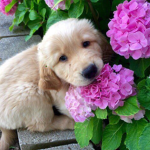 FLOWER 꽃