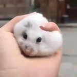 hello world rats