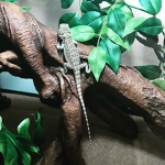 Pickles The Bearded Dragon
