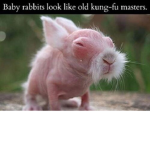da rabbit army