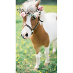 horse with a rose