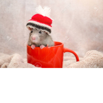 Rat are the best