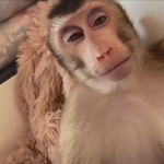 monkey squаd