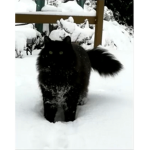 CatSimulator