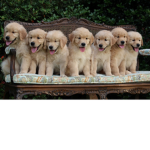 Puppy Paw Giveaway