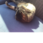 Cats and kitty are cute