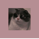 Cat vibes