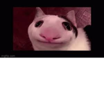 hi my name is omar