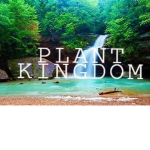 .plant.kingdom.