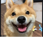 DOGO KING