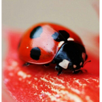 ~Tea.Leaf.Insects~