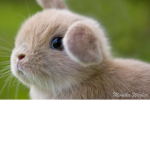 Little Bunny Studios