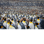 Many Penguin Squad