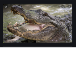 Gatorsunited