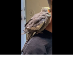 We love all birds so much