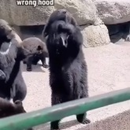 hey