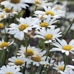 The Blossoming DAISIES