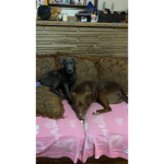 The_dog_group