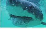 Shark brothers and sisters