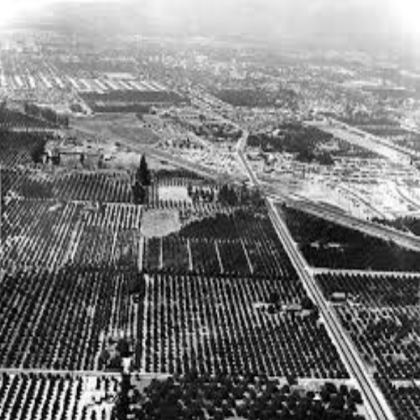 Disneyland Ground Orchards (Black & White) Roblox decal