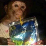 The Trolling Monkeys