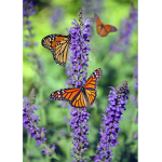 Protect The Wild Flowers!