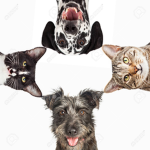 group_roblox_7170527