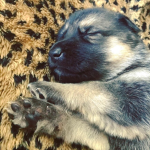 A Embrace Of Puppies